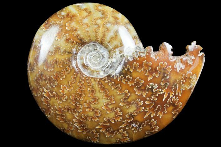 Polished, Agatized Ammonite (Cleoniceras) - Madagascar #97294